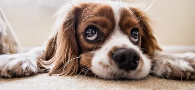 Sad puppy waiting - async-await
